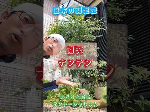 開花を促進するために2月に剪定する6つの低木  庭園