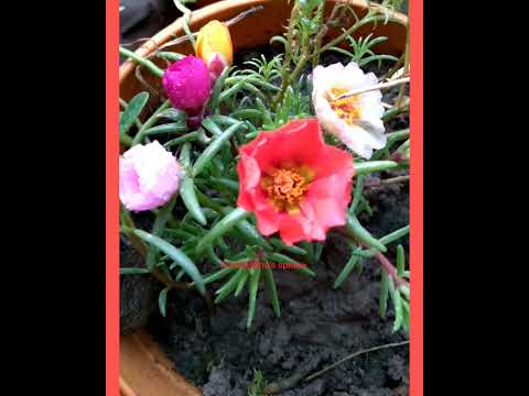 5 types of Attamoni/notormoni 🌸💐#beautifulflower #planting #SUBSCRIBEformorevideos #sudeshna'ssphere