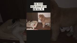 Download lagu 훈훈하개 양보하개나 #사랑스러운 #shorts mp3