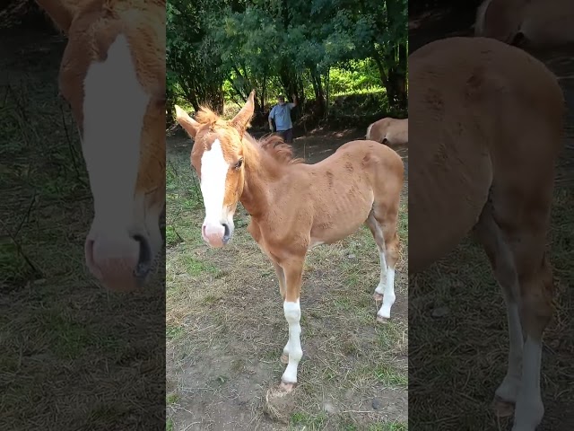 Puledro Palomino (Race) In vendita 2025 Palomino ,  Miracle du Moulin Pre