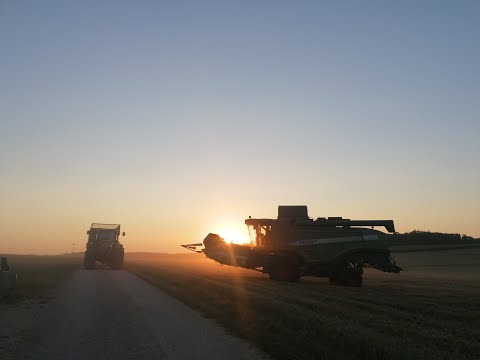 Getreideernte 2020 mit Fendt 6335C / BGA Mauren / XXL