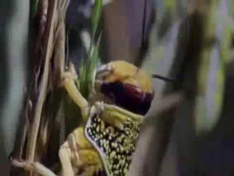 Do SENHOR é a terra e a sua plenitude, o mundo e aqueles que nele habitam