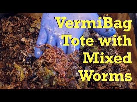 VermiBag of mixed worms fed & their cocoons checked on day 24 - farm vermicompost