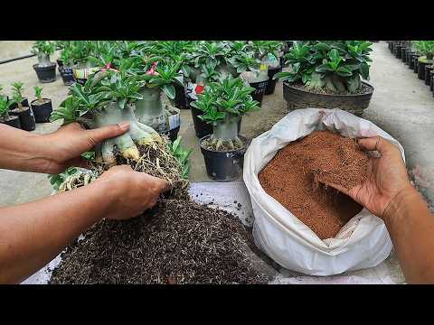 Tannins in Coconut Fiber: Are They Dangerous? | Planting Media | Adenium Plants | Bonsai