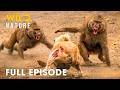 Uganda Full Episode Baboons Vs Africa S Deadliest Predators Wildlife Documentary