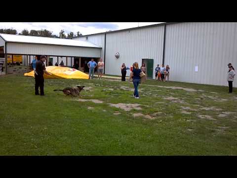 Tammy attacked by a bomb dog