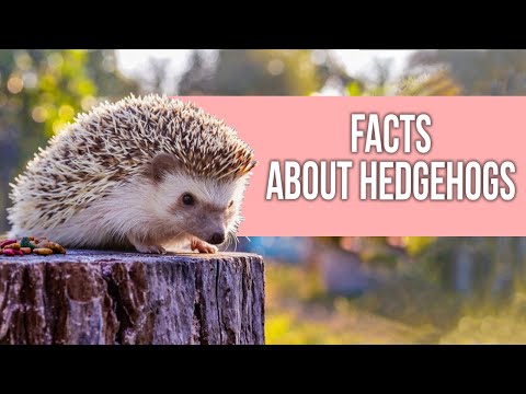 FACTS About Hedgehogs You Should Know