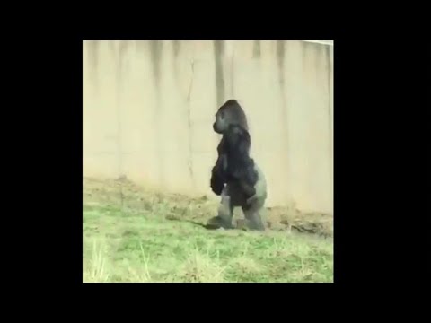 Strange sight: Gorilla named Louis walks like a human at Philadelphia Zoo