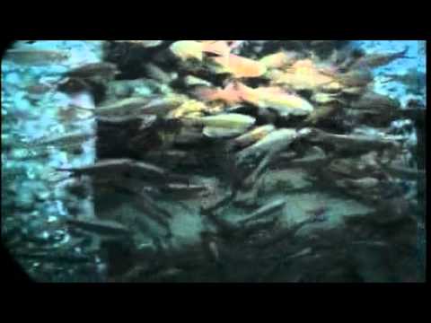 Remembering the submarine attack on Sydney Harbour