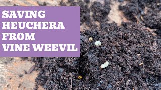 Saving Heuchera From Vine Weevil (& How To Take Cuttings)