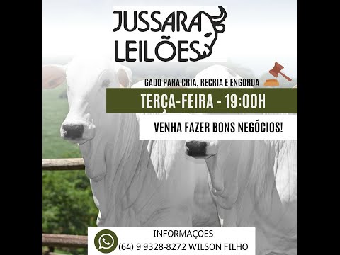 🔴 Jussara Leilões   - Leilão De Gado Em Jussara - Go  23/04/2024