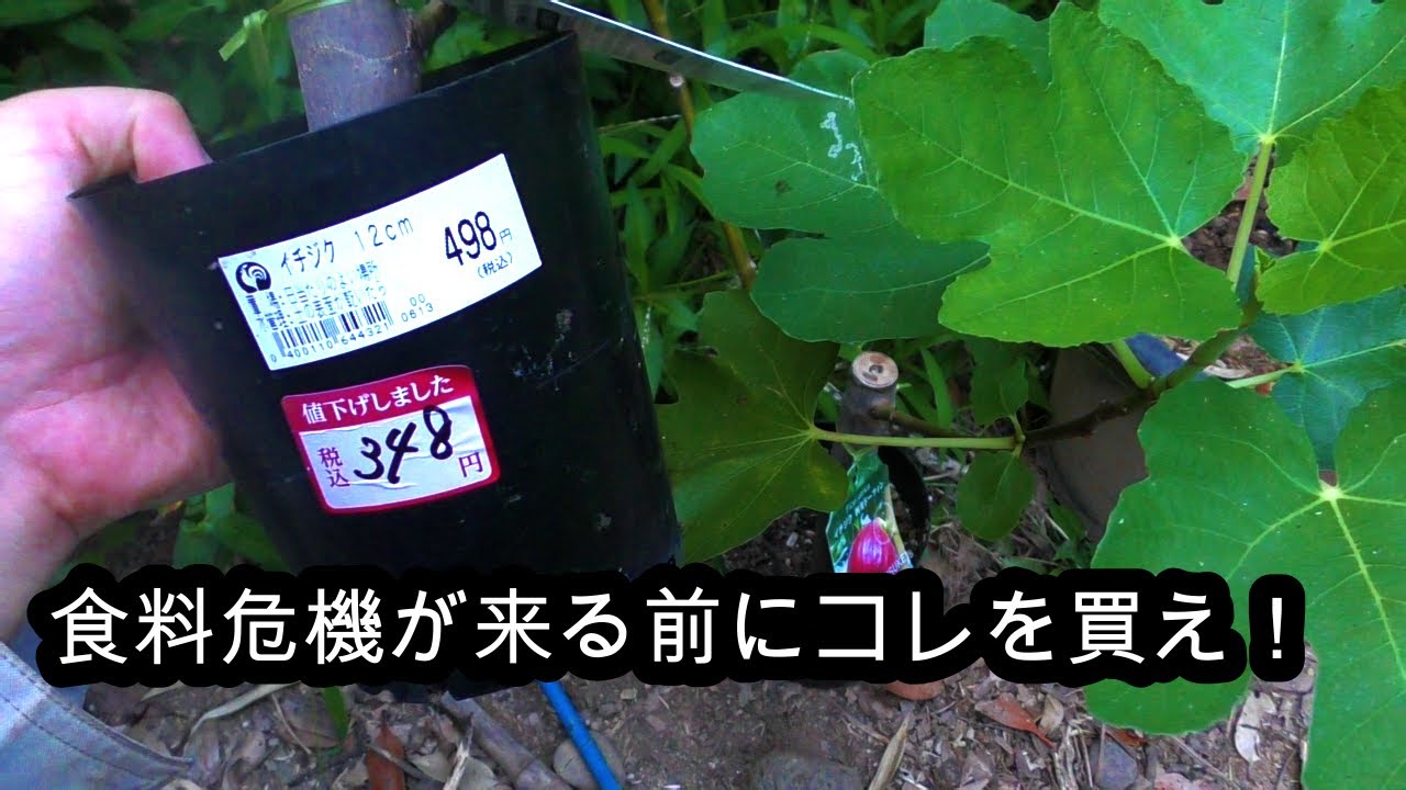 一生栽培できる作物を買いました。