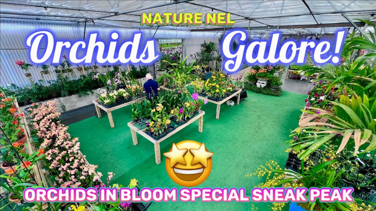 Wish list time! Orlando Orchid Festival 2026 Sneak Peek: Must-See Orchids at Orchids in Bloom.