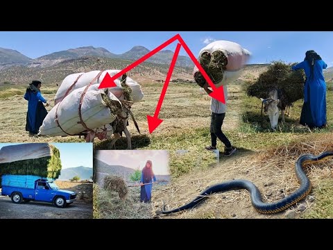 A nomadic woman works hard in the field and meets a big snake. Stay with us