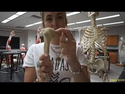 BI207 - Lab 8 - Appendicular Skeleton
