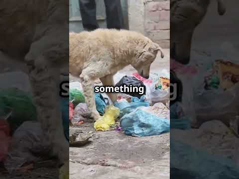 Deepesh and his furry pet going for a adventure #pokemon #chapter3season3 #pokemonsmile #pokemon