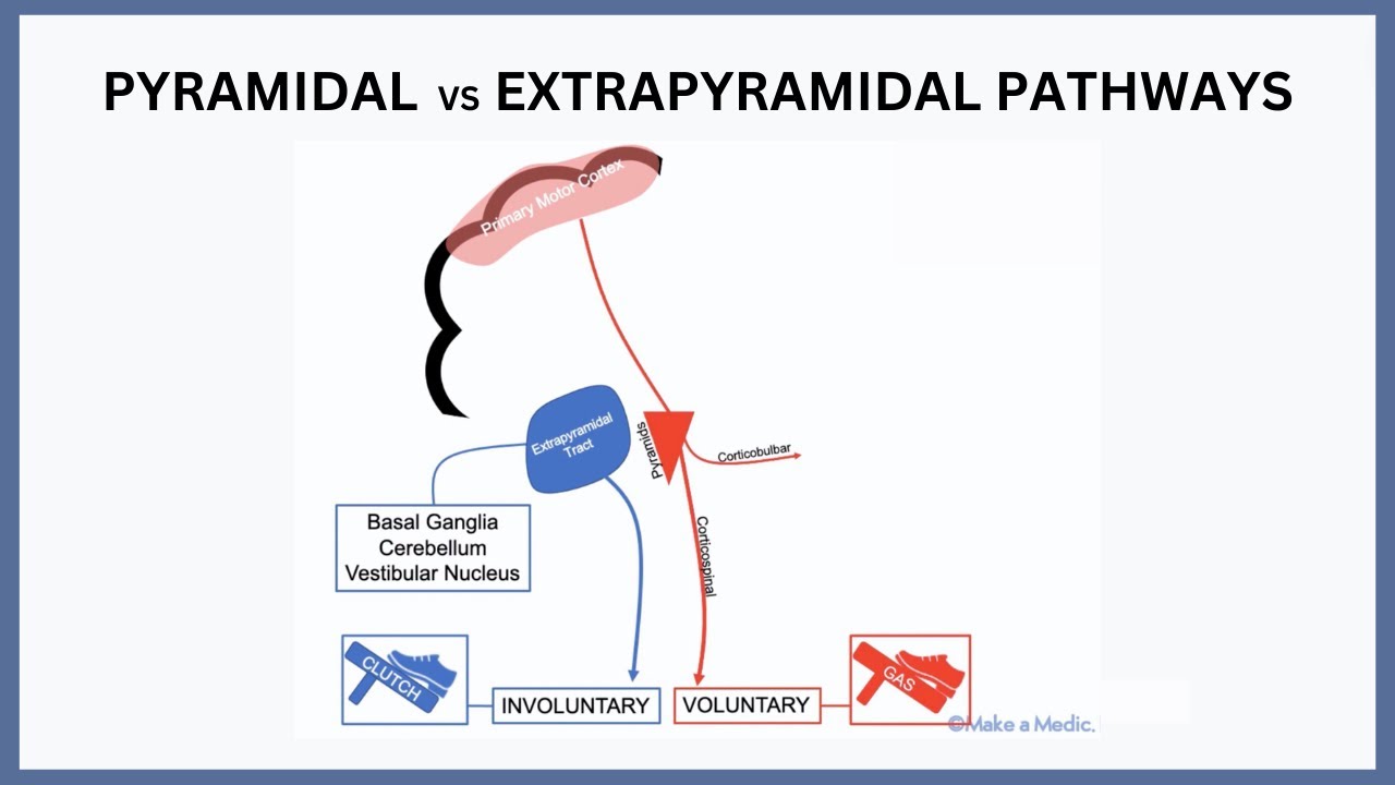 Pyramidal vs Extrapyramidal Pathways Explained