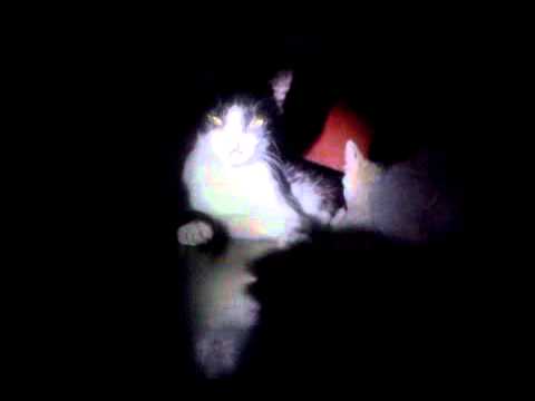 POONKU & khorgosh (cats clip)