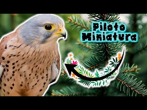 Cernícalo Vulgar | Documental de Animales