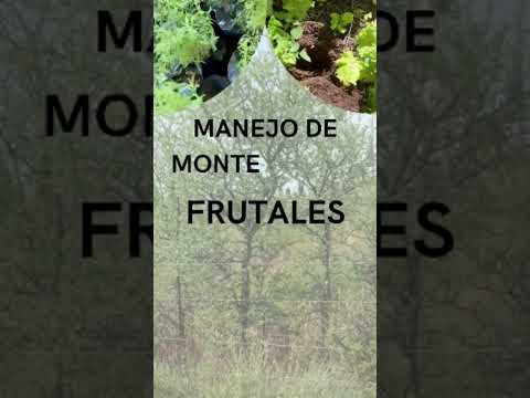 Voluntariado 2026 en La Milpa. Londres Catamarca #naturaleza #bioconstrucción #huertaorgánica