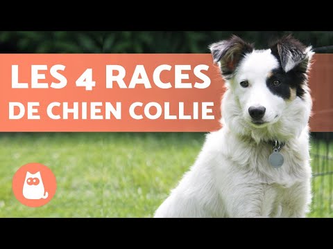 , title : '4 RACES DE CHIEN COLLIE 🐕 Est-ce que vous les connaissez toutes ?'