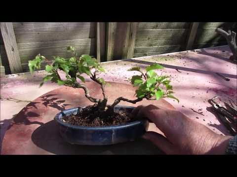 7 Trunk Ash Clump Style Bonsai  Update April 2019