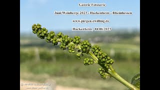 Galerie Fotoserie Juni Weinberge 2023 Hackenheim Rheinhessen