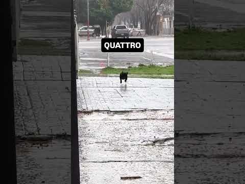 Quattro na warun