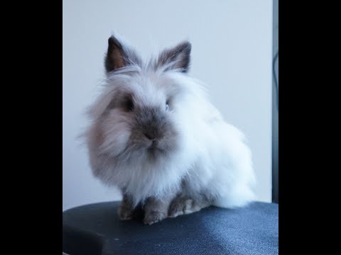 American Reacts to The Heights - Dayones FT. Tomyx