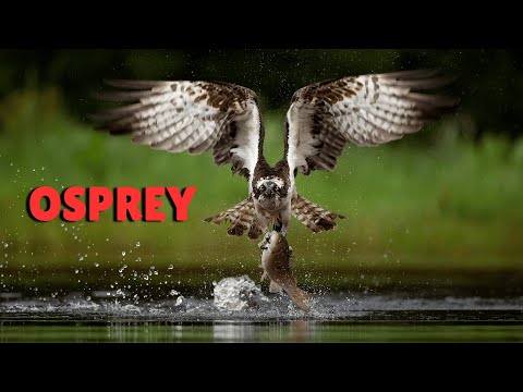 Osprey: Hunting Fish With Ease!
