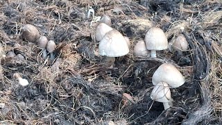Download lagu There are lots of palm mushrooms // thank God mp3 Download lagu There are lots of palm mushrooms // thank God mp3