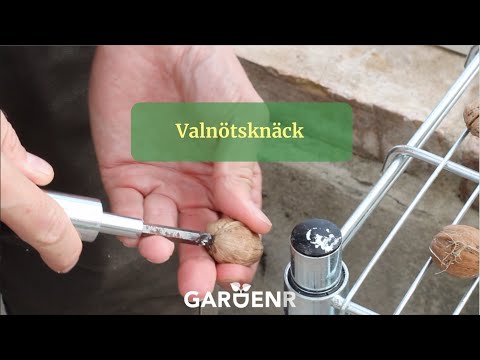 Valnötsknäck - Trädgårdshacks med GardenR