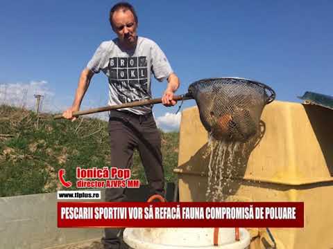 PESCARII SPORTIVI VOR SĂ REFACĂ FAUNA COMPROMISĂ DE POLUARE