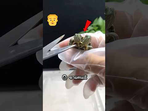 เต่าสองหัวที่หัวหนึ่งไม่ยอมแพ้