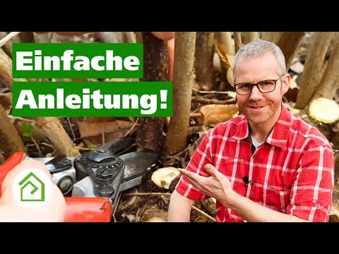 Pruning black currants: How to keep the plants young and vital❗