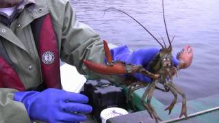 preview picture of video 'Lobster Fishing, St. Lawrence, Newfoundland'