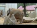 African And Asian Elephants Zoo Augsburg