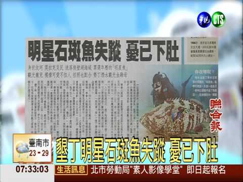 墾丁明星石斑魚失蹤 憂已下肚
