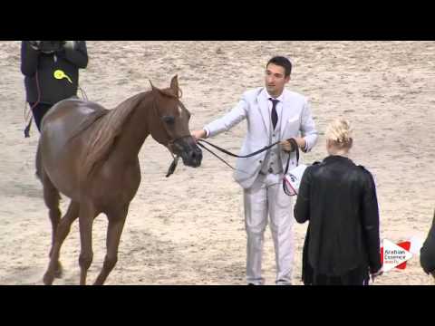 N.28 ELLE FLAMENCA - Paris 2015 - Fillies 2-3 years old (Class CM2 A)