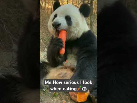 🥕🐼 #funny #animal #panda #pandapanda