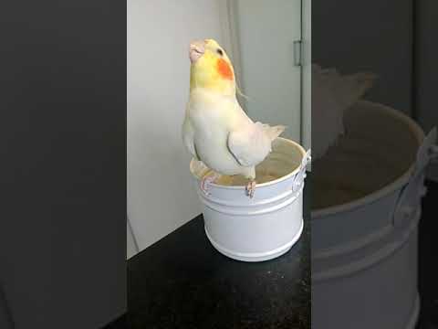 Calopsita cantando ópera Mozart