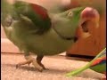 Let the bodies hit the floor (REMIX feat. Parrot ...