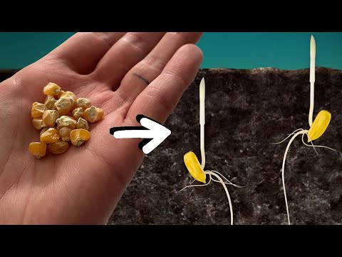 How to Plant Corn