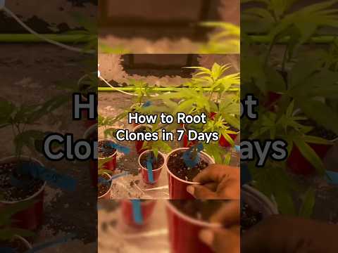 How to Root Clones in 7 Days 🌱