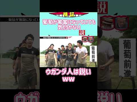 葡萄が匍匐になっていても気付かない#水曜日のダウンタウン#検証動画#検証#検証系#説検証#浜田雅功#松本人志 #shorts #funny #お笑い#面白集#面白い#お笑い芸人