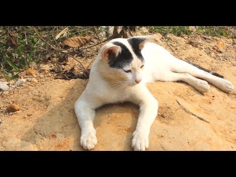 Funniest Moment Cat😻Baby Cats -Cat Video Compilation 2020