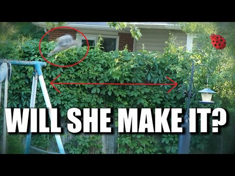 YouTube video about: How much can a squirrel lift?
