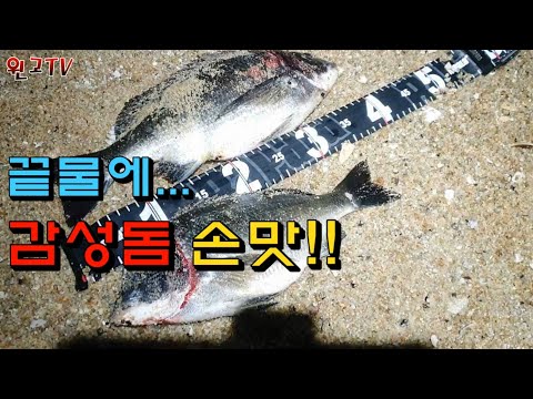 221st East Sea One-Two Fishing Tournament--Gangneung Beach Area, Red Sea Bream at the End of the ...