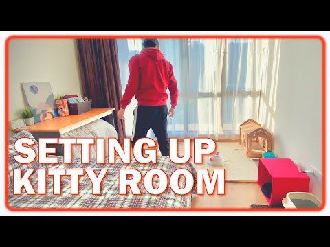 How to Setup Space for New Kitten | British shorthair fun cat in new home 🐈😍👍