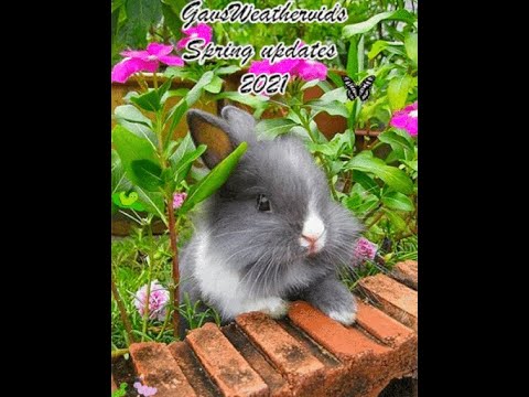 Spring 2021 Forecast: First Update